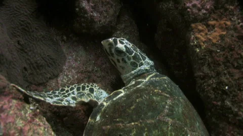 Turtle Resting Stock Footage 278385