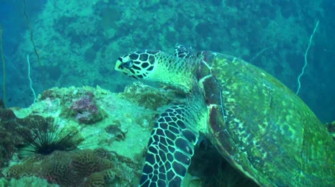 Turtle resting 動画素材 33097583