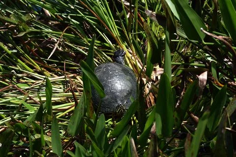 Turtle resting in the grass in a pond Stock Photos