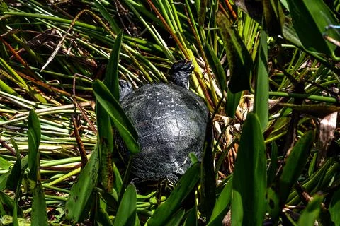 Turtle resting in the grass in a pond 스톡 사진