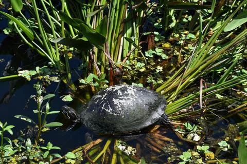 Turtle resting in the grass in a pond Stock Photos