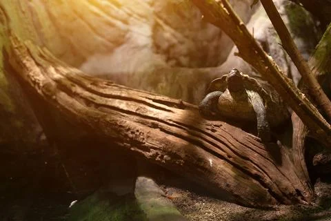 Turtle resting on a large fallen log in a sunlit terrarium. Stock Photos