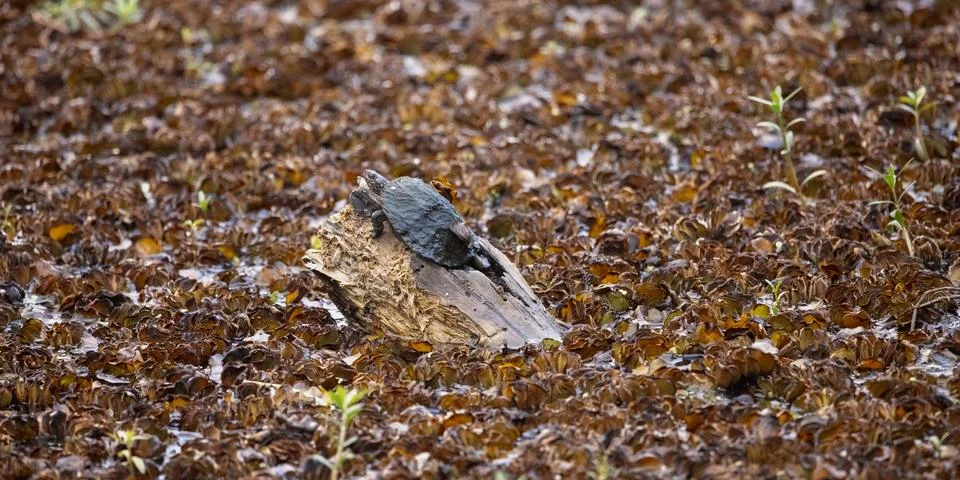Turtle Resting on Log Among Dense Aquatic Plants in Kandy Lake, Sri Lanka 库存照片
