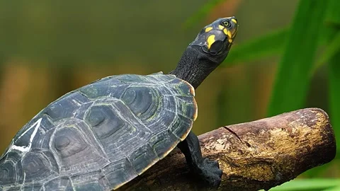  Turtle Resting on Log Stock Footage 323143025