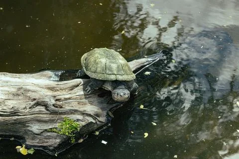 Turtle resting on a log near the surface of a murky pond Stock Photos