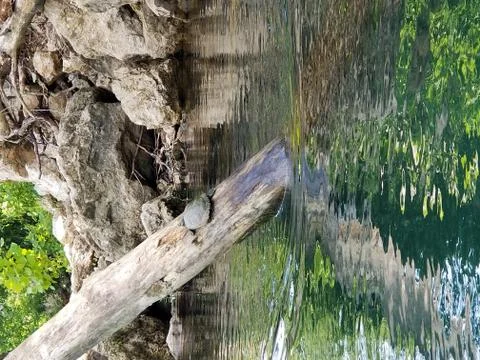Turtle resting on log Foto stock