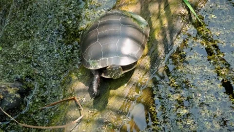 Turtle Resting on Log in Pond Sunny Summer Day Video Vidéo 339094971