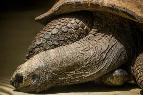 Turtle Resting Stock Photos