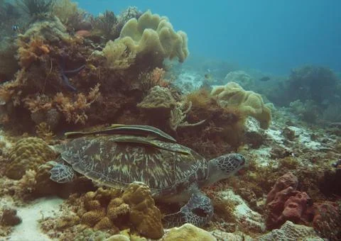 Turtle resting on the reef Stock Photos