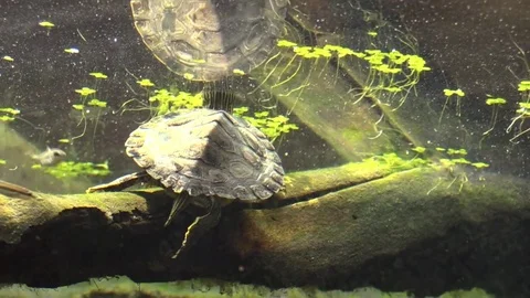 Turtle resting on river log view from under water Stock Footage 77238207