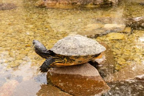A turtle is resting on a rock above shallow water. The turtle's shell is pa.. Stock Photos