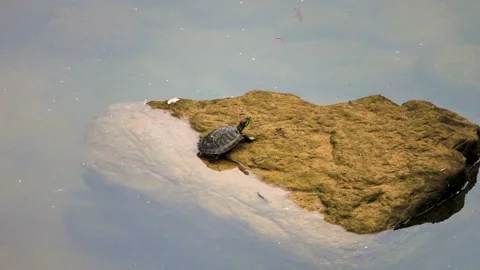 A turtle is resting on a rock in the middle of the river. Stock Footage 333752490