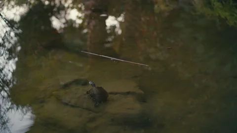 Turtle Resting on Rock in Mirror like pond Stock Footage 329286723