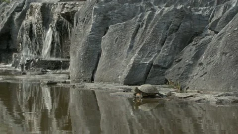 Turtle resting on a rock near a waterfall. Stock-Footage 130227403