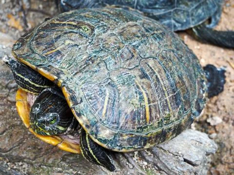 A Turtle Resting on the Rock Stock Photos