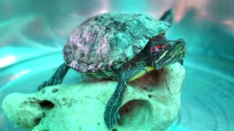 Turtle resting on a rock in a tank during the afternoon at a pet store Stock Footage 331368201