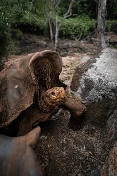Turtle resting on rocks in a natural forest setting Stock Photos