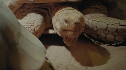 Turtle Resting on Sand in Terrarium Under Warm Light Stock Footage 333596679