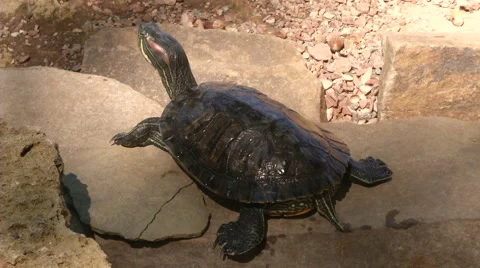 Turtle resting in the shade on the rocks Stock Footage 62754830