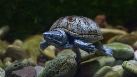 Turtle resting in shallow water with stones in closeup, calm nature concept for Video stock 333773548