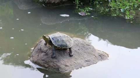 Turtle resting on stone in pond. Stock Footage 278184874