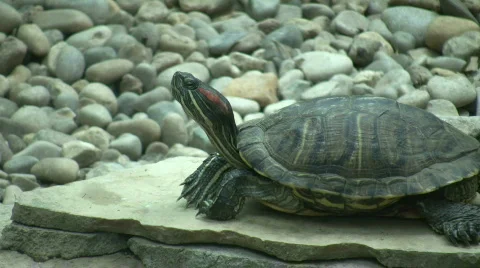 Turtle is resting on a stone slab (High Definition) Stock Footage 364780