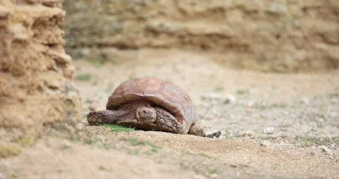 A turtle is resting in the sun in the desert Stock Footage 157587316