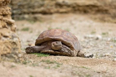 A turtle is resting in the sun in the desert Stock Photos