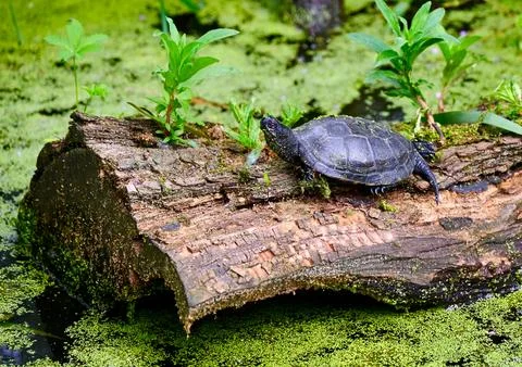 Turtle Resting on a Textured Log Surrounded by Duckweed Stock Photos