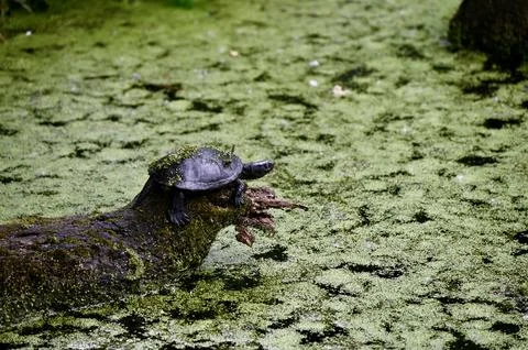Turtle Resting on a Textured Log Surrounded by Duckweed Stock Photos