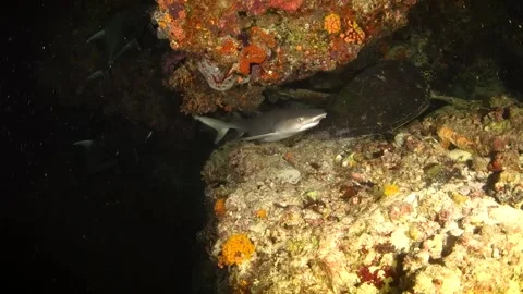 Turtle resting under coral at night, with trevallies and whitetip shark hunt Stock Footage 130242477