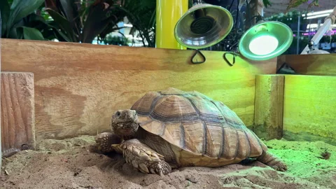 Turtle resting in a warm habitat with lights in a pet store during daytime Stock Footage 332047917