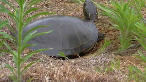 Turtle Rests Beside Half-Formed Nesting Hole Stock Footage 325634674