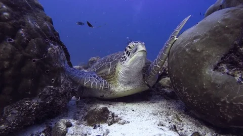 The turtle rests on the bottom between two stones Stock Footage 78218987
