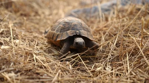 Turtle rests on dry grass in its natural habitat. Brown loggerhead turtle slowly Stock Footage 331061442