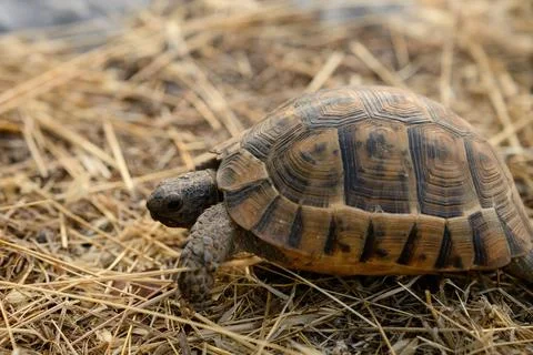 Turtle rests on dry grass in its natural habitat. Brown loggerhead turtle slowly Photos