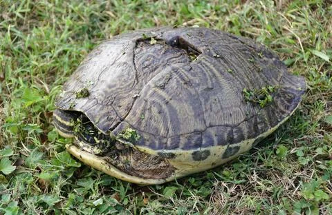 A turtle rests on the grass ground with a minimal crack on its shell Stock Photos