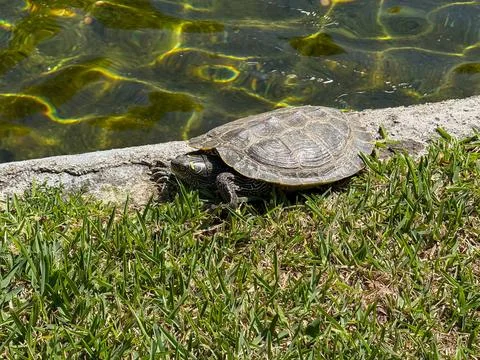 A turtle rests on green grass next to a pond on a sunny summer day concept of Stock Photos
