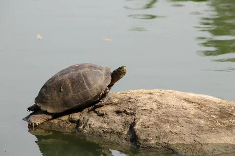 A turtle rests on a large sunlit boulder, soaking in the warmth. Stock-Fotos