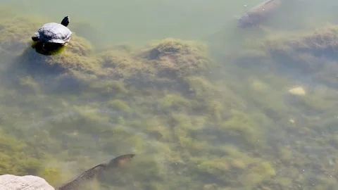 Turtle rests on rock while fish swim in water among algae in local pond Stock Footage 333579006