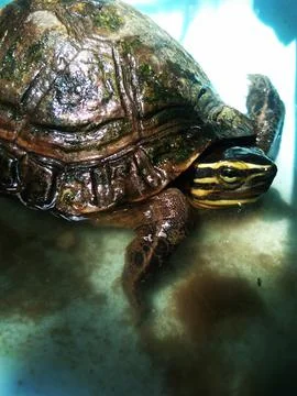 Turtle retreating to its shell Fotos de archivo