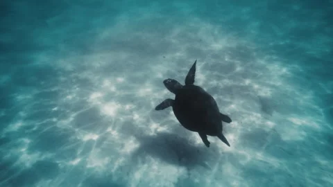 Turtle rises above white sandy bottom sparkling from light in ocean water, Stock Footage 277345053