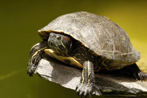 Turtle is risting in the sun Stock Photos