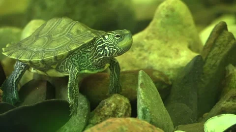 Turtle on river bottom Stock Footage