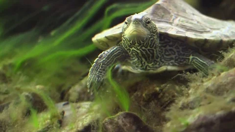 Turtle on river bottom Video stock 74920266