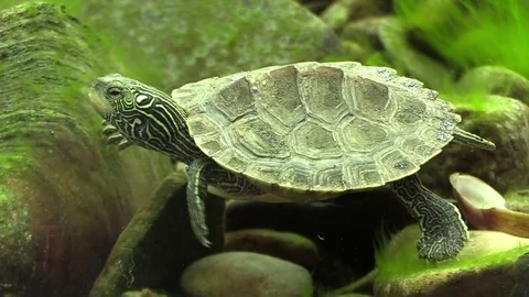 Turtle on river bottom looks at camera Stock Footage 74921114