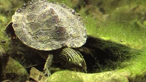 Turtle on river bottom searching for something to eat Stock Footage 75749384
