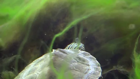 Turtle on river bottom swims in algae view from behind Stock Footage 74921011