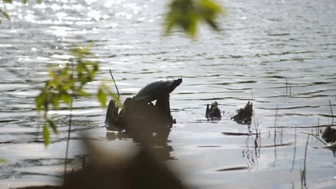 A turtle on the river sits on a large rock and basks in the sun. Stock Footage 147949051