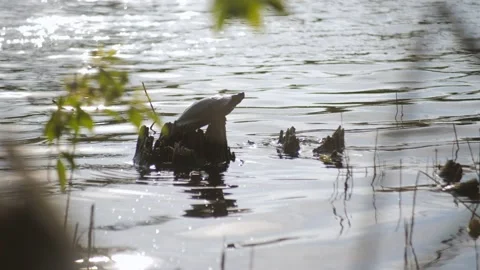 A turtle on the river sits on a large rock and basks in the sun. Stock Footage 147949636